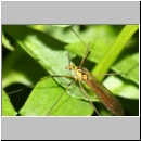 Nephrotoma sp - Schnake w01a.jpg